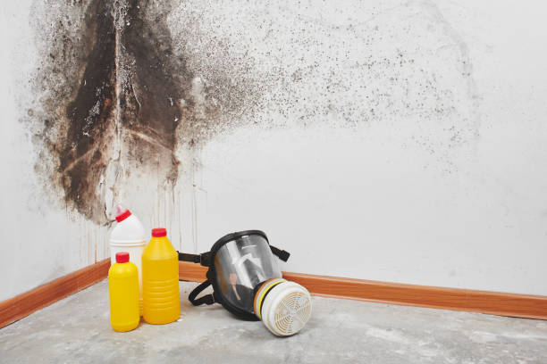 Best DIY Mold Remediation Support Services in Monson Center, MA