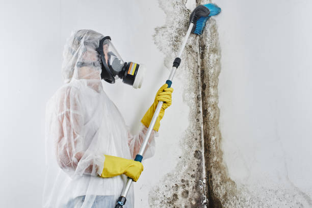 Best Health and Safety Mold Remediation in Monson Center, MA