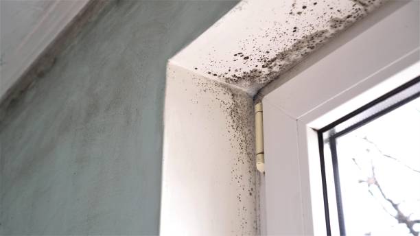 Best Mold Remediation for Specific Building Types in Monson Center, MA