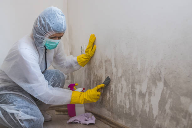 Best Mold Testing and Inspection Services in Monson Center, MA