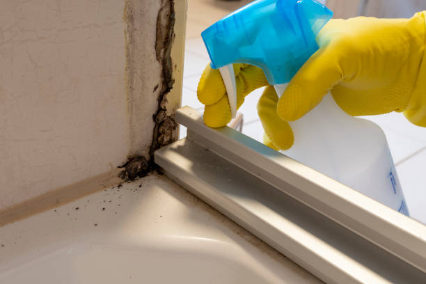 Best DIY Mold Remediation Support Services in Monson Center, MA