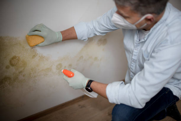 Best Emergency Mold Remediation in Monson Center, MA