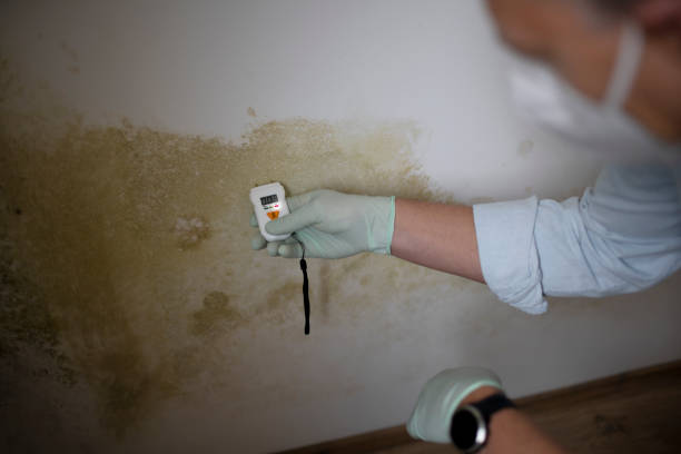 Best Post-Remediation Services in Monson Center, MA