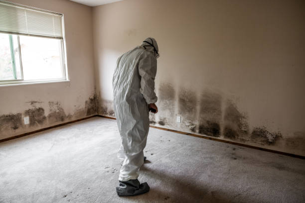 Best Industrial Mold Remediation in Monson Center, MA