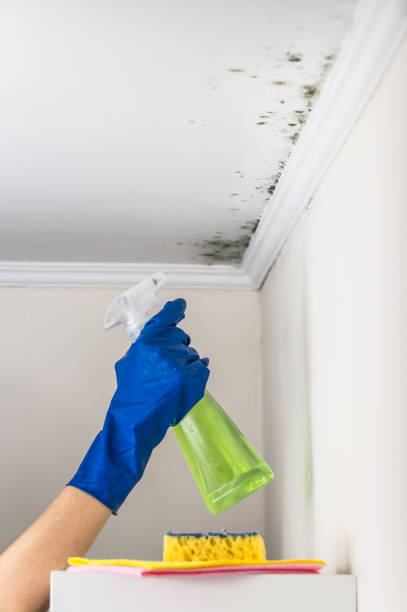 Best Black Mold Remediation in Monson Center, MA