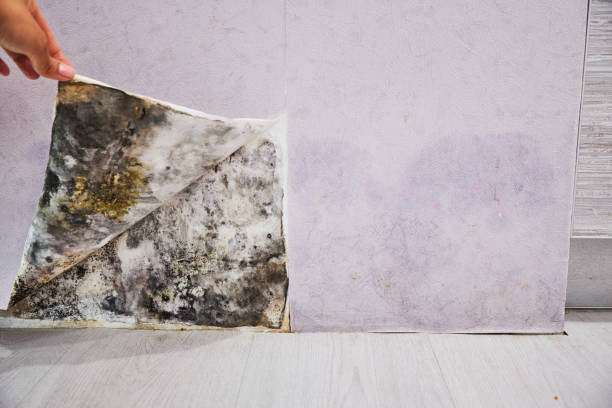 Best Residential Mold Remediation in Monson Center, MA